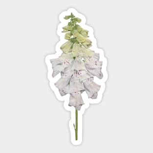 Real pressed flower Sticker